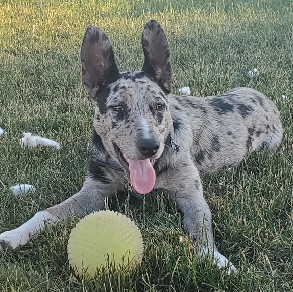 Meet your Posher, Frog 🐸 - Picture 4 of 12